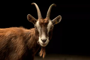 A brown goat with horns and a small beard against a black background.
