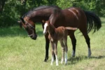A dark brown mare with a bridle is standing next to a brown foal with a white blaze and white socks in a grassy field.