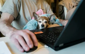 Old Chihuahua and person with computer