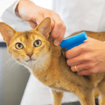 Cat getting examined by vet