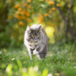 Walking cat on a yard