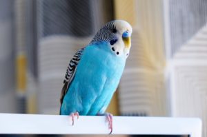 Parakeet on Perch