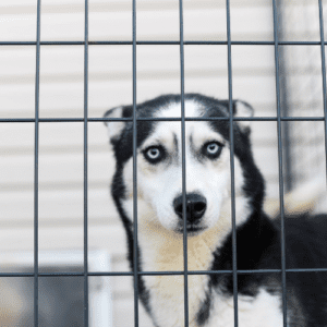Black and white husky behind a cage fence