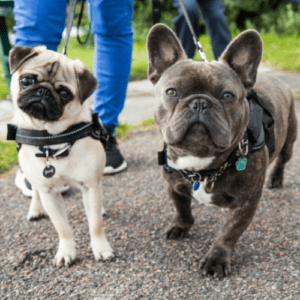 A pug and a pit bull on a leash