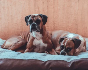 Two **Boxer dogs** with **dark muzzles and white chests** are lying on a soft, grey blanket on a dog bed.