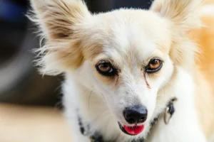 small fluffy white dog