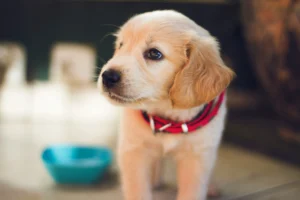 puppy in front of food bowl
