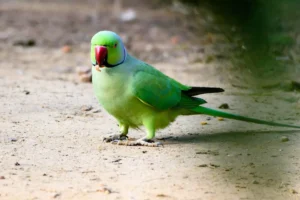 bird-