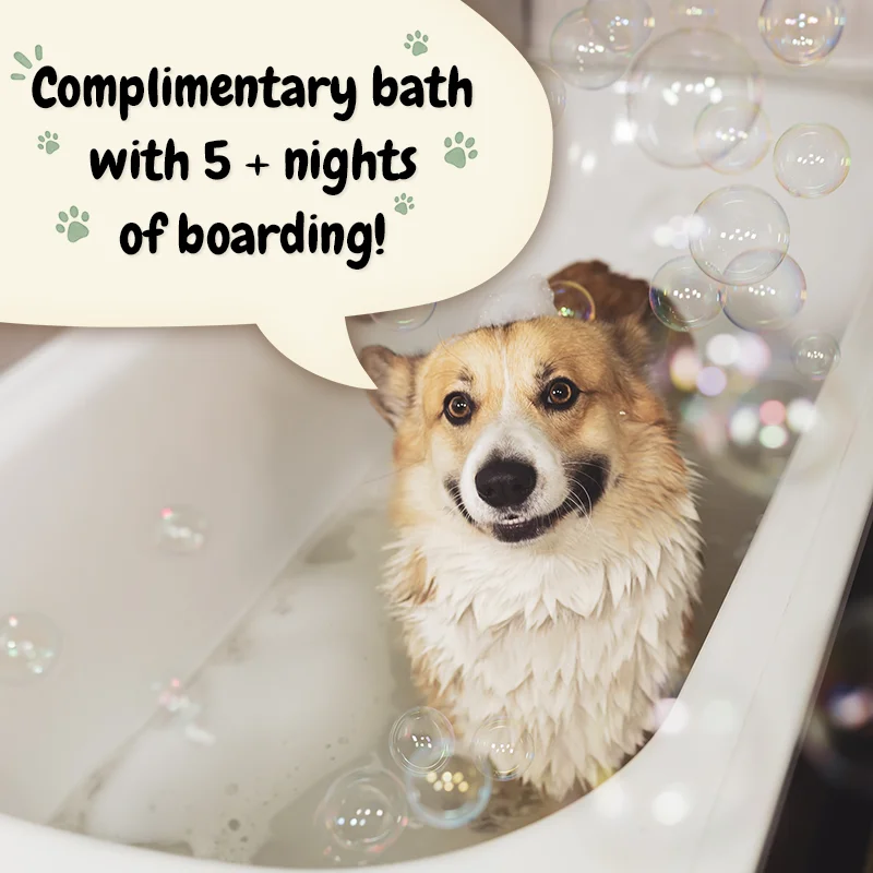 Complimentary bath with 5 + nights of boarding!