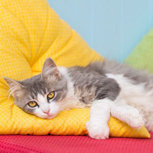 Cat lying down