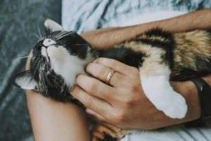 cat relaxing in owners lap