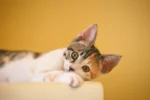 A calico kitten peering over a light-colored surface against a yellow background.