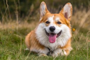 Welsh Corgi lying on grass