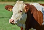 cow-4398868_1280