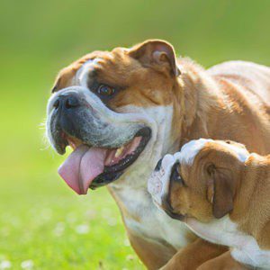 Two bulldogs playing