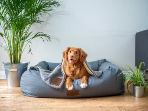 dog-bed