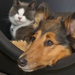 Dog lying beside cat