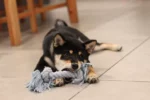 Dog with black and brown fur chewing on toy while lying on the floor