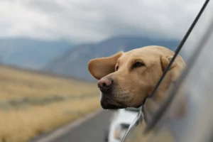 dog_CarRide