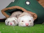 ferret-3-1403130