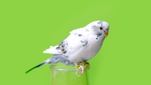 white and gray bird on cup