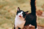 A black and white tuxedo cat outdoors in a grassy area.
