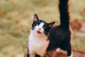 A black and white tuxedo cat outdoors in a grassy area.