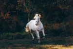 A white horse is galloping through a grassy field.