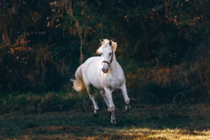 A white horse is galloping through a grassy field.
