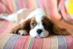 A Cavalier King Charles Spaniel puppy is lying down on a striped blanket.