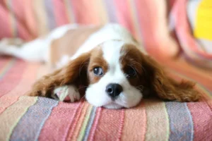 A Cavalier King Charles Spaniel puppy is lying down on a striped blanket.