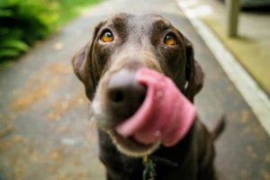 brown dog licking its lips