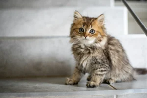 Fluffy kitten on steps