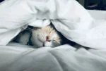 A calico cat sleeping soundly and snuggled up under a white duvet or blanket.