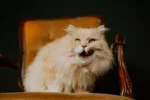 A cream-colored cat is sitting on a velvet antique chair and licking its lips.