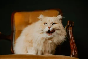 A cream-colored cat is sitting on a velvet antique chair and licking its lips.