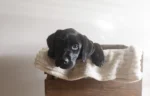 A close-up of a black Labrador puppy looking over the edge of a wooden crate lined with a cream-colored blanket.