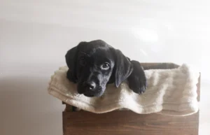 A close-up of a black Labrador puppy looking over the edge of a wooden crate lined with a cream-colored blanket.