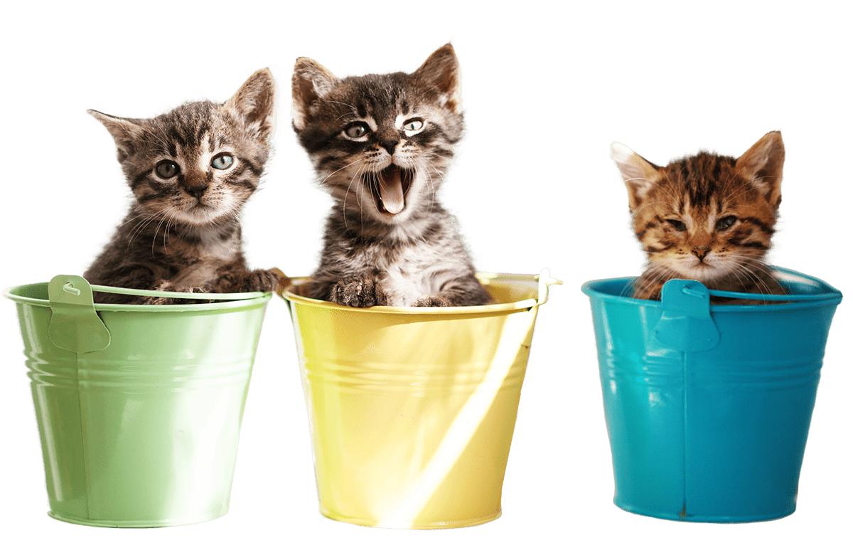 Kittens sitting in colorful buckets