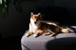 A Shiba Inu is lying on a dark grey sofa bathed in a stripe of bright sunlight.
