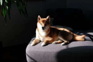 A Shiba Inu is lying on a dark grey sofa bathed in a stripe of bright sunlight.