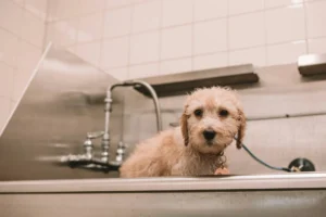 A puppy sits in a stainless steel utility sink after a bath.