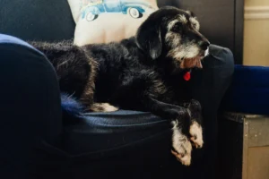 A large older black dog with a grey muzzle and white paws is resting on a dark blue couch.