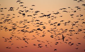 Birds migrating at sunset