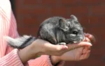 A person in a pink striped sweater is gently holding a small, grey chinchilla in their hands.