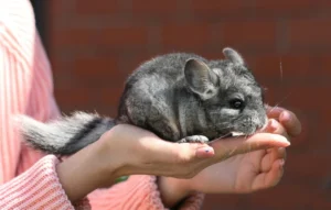 A person in a pink striped sweater is gently holding a small, grey chinchilla in their hands.