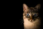 A tabby-point cat with striking blue eyes against a solid black background.
