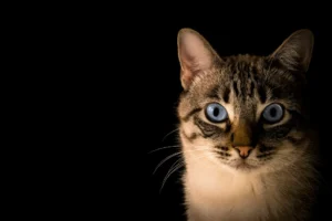 A tabby-point cat with striking blue eyes against a solid black background.