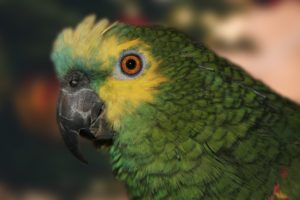 parrot