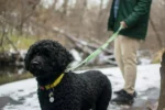 A black dog wearing a bright yellow collar and tag is on a leash being held by a person.